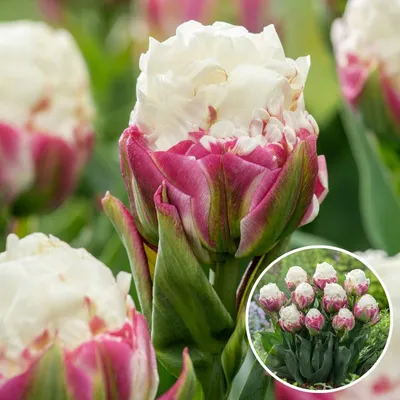 Tulipa double late Ice Cream