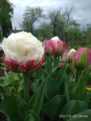 Tulip Ice Cream | Bluestone Perennials