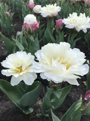 Tulipa Ice Cream - Bulbes à fleurs x20 - Tulipe - Blanc pourpre | Leen  Bakker