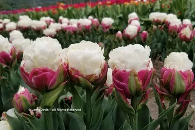 PREMIUM TULIPA PKGS. DOUBLE LATE 'ICE CREAM' 12/+ CM. (10 PKGS.X 3) | Rotex  Flowerbulbs BV