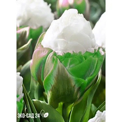 Tulipa Ice Cream, Ic... stock photo by Visions Premium, Image: 0713370