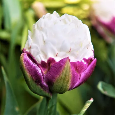 Tulipa 'Ice Cream' Double late 11 Ice Cream tulip – peony form double pale  cream flowers atop deep pink petals with green central stripe, May, UK  Stock Photo - Alamy