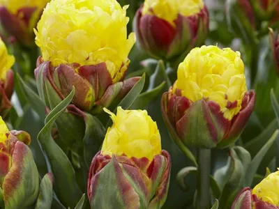 25-Tulipa 'Ice Cream'-Abbotsford Tulip Festsival | Janet Davis Explores  Colour