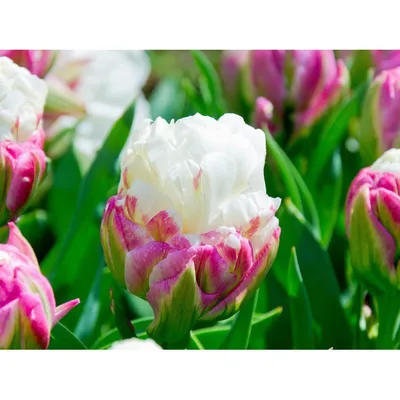 Tulipa, blossom, Ice Cream stock photo. Image of ornamental - 214375940