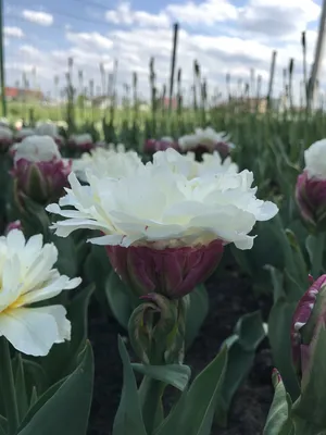 Ice Cream Tulip Bulbs - Double Peony Tulips, Exotic Live Plants, Ships from  Iowa, USA (5 Bulbs) - Walmart.com