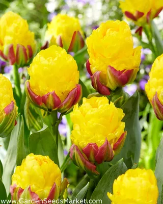 Tulipa double late Ice Cream