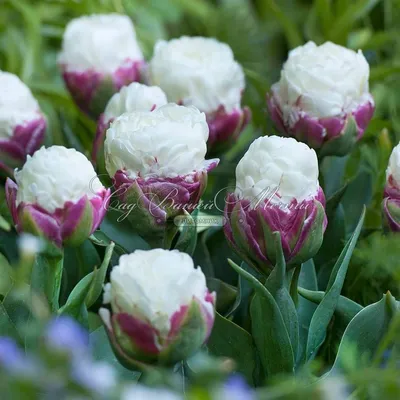 Тюльпан Ice Cream - пакет из 5 штук - Tulipa Ice Cream – Garden Seeds  Market | Бесплатная доставка