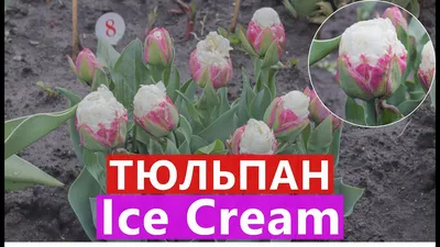 Луковицы махрового тюльпана Айс Крим (Ice Cream) |интернет-магазин  ogurki.com