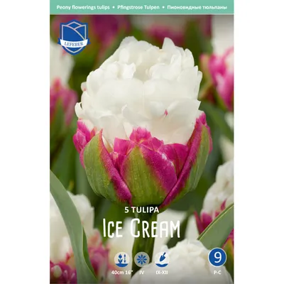 Tulip Double Ice Cream Bulbs | Buy Online | Boston Bulbs