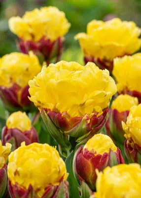 PREMIUM TULIPA PKGS. DOUBLE LATE 'ICE CREAM BANANA' 12/+ CM. (10 PKGS.X 3)  | Rotex Flowerbulbs BV