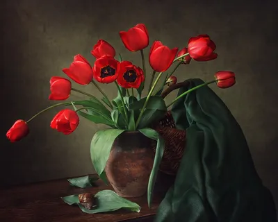 Тюльпан ирина фото фотографии