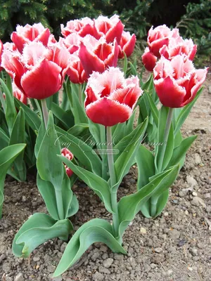 Тюльпан Канаста (Tulipa Canasta) - Тюльпаны Бахромчатые - Тюльпаны -  Луковичные - Каталог - Kamelia-gardens.ru