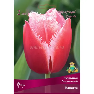 Тюльпан бахромчатый Канаста (Canasta) - купить луковицы цветов с доставкой  по Украине в магазине Добродар