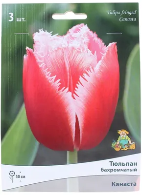 Луковицы тюльпанов Канаста (Canasta) 3 шт. фракция 11/12 Flower House  173415357 купить в интернет-магазине Wildberries