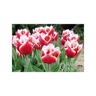 Planting - #Tulips Canasta #Тюльпан Канаста  http://www.planting.com.ua/Tulip/tyulpan-canasta.htm #flowers #forcing2018  #цветы #planting #тюльпаны | Facebook