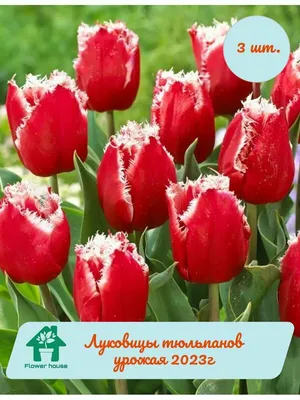 Луковицы тюльпан Канаста Поиск - купить в Москве, цены на Мегамаркет