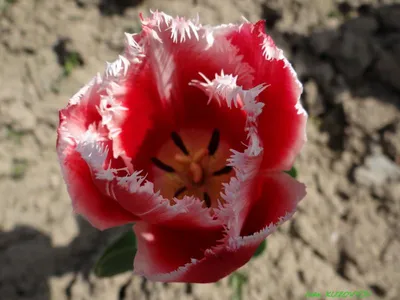 Тюльпаны канаста на саде тюльпана острова ветрянки Стоковое Фото -  изображение насчитывающей фото, празднество: 119118328