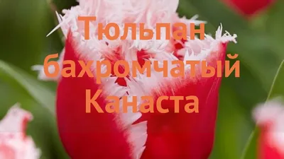 Тюльпан Canasta (Канаста) бахромчатый 3 луковицы (ID#1026030179), цена:  39.70 ₴, купить на Prom.ua