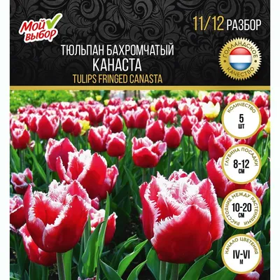 Тюльпаны сорт Канаста, цена в Перми от компании Питомник Макаровых