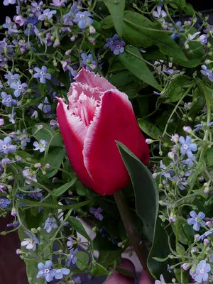 Бахромчатые тюльпаны Canasta (Канаста) купить с доставкой по Минску - Acuba  di Flora