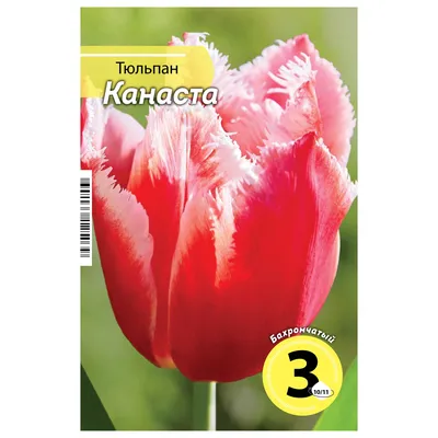 Купить Тюльпан бахромчатый \"Канаста\" (Canasta) 3шт в упаковке (размер 12/+)  саженцы почтой в интернет-магазине Эко-сад24.рф | Фото, описание сорта,  цена и характеристики