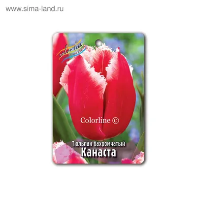 Тюльпан Canasta (Канаста)🌷 - купить луковицы и клубни в Украине |  FLORIUM.UA✓