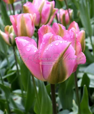 Тюльпан бахромчатая Канаста (tulipa tyulpan) 🌿 Канаста обзор: как сажать,  луковицы тюльпаны Канаста - YouTube