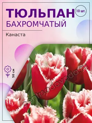 ꕤ Тюльпан Canasta • купить Тюльпан Canasta по цене от 21.99 грн. в Украине