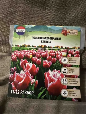 Tulipa Canasta - Лале Канаста - XXXL опаковка 250 бр - – Garden Seeds  Market | Безплатна доставка