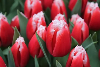 Тюльпан Грёнлэнд (Tulipa Groenland) - Тюльпаны Зеленоцветковые - Тюльпаны -  Луковичные - Каталог - Kamelia-gardens.ru