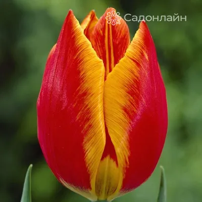 Тюльпан бахромчатый Канаста Все в сад купить недорого в интернет-магазине  товаров для сада Бауцентр