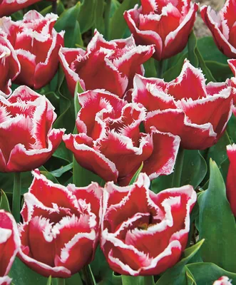Тюльпан Канаста (Tulip Canasta) 500 шт размер 12+
