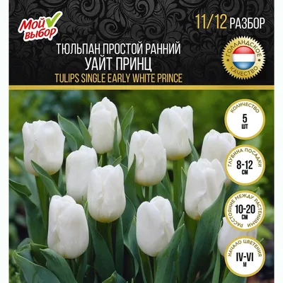 Канаста (Canasta) луковицы тюльпана De Ree Holland купить, цена в интернет  - магазине Супермаркет Семян