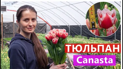 Тюльпан \"Canasta\" (уп. 5шт)-Купить в Санкт-Петербурге: фото и описание,  отзывы, цена
