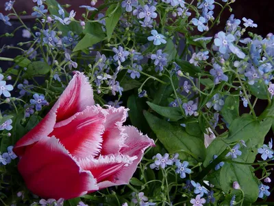 Отзыв о Тюльпаны Флор-Экспресс бахромчатые \"Канаста\" | Шикарные цветы,  радующие глаз.
