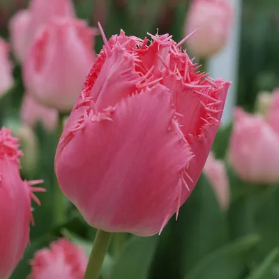 Tulipa Cacharel® | Tulips | QFB Gardening