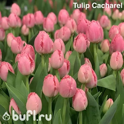 Tulip Cacharel авторское фото BUFL.RU | Красивые цветы, Тюльпаны, Цветы