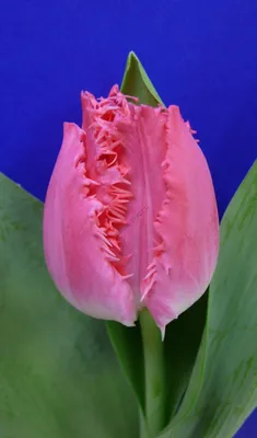 Tulip cacharel hi-res stock photography and images - Alamy