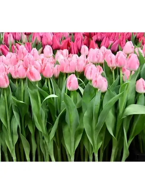 A pink themed Tulip arrangement in a green vase. Featuring Tulipa  'Christmas Dream', Tulipa 'Cacharel' and Tulipa 'Pretty Princess' Stock  Photo - Alamy