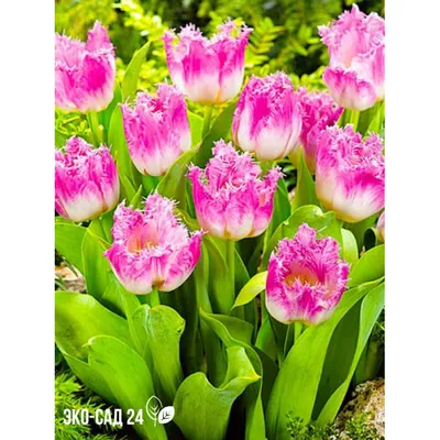 Tulipa 'Cacharel' | Perenniculum