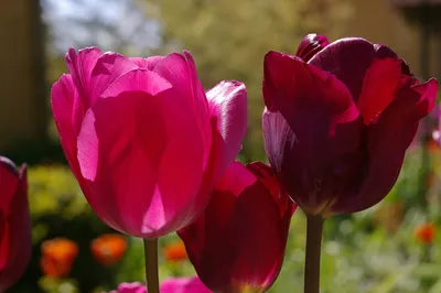 A pink themed Tulip arrangement in a green vase. Featuring Tulipa  'Christmas Dream', Tulipa 'Cacharel' and Tulipa 'Pretty Princess' Stock  Photo - Alamy