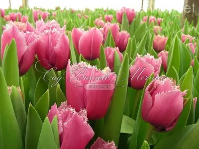 Tulipa 'Cacharel' - Rose Cottage Plants