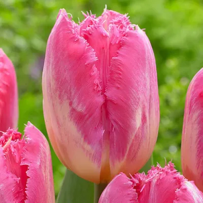 Cacharel tulip - XXXL pack 250 pcs – Garden Seeds Market | Free shipping