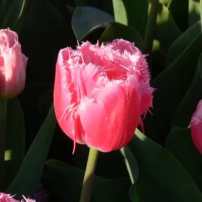 Tulipanes rosados (Tulipa) Flor de Cacharel Foto de stock 1825597802 |  Shutterstock