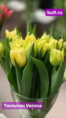 Тюльпаны Кудряшка Сью - купить в Астане