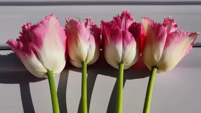 A peach themed Tulip arrangement in a blue vase. Featuring Tulipa 'Copper  Image', Tulipa 'Cacharel', Tulipa 'Pretty Princess' and Tulipa 'Apricot  Foxx Stock Photo - Alamy