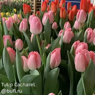 Tulip Cacharel авторское фото BUFL.RU | Цветы, Тюльпаны