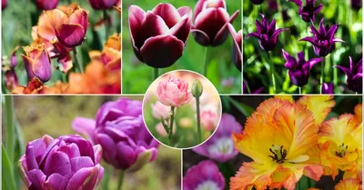 Fringed Tulip Collection (30 Bulbs) - The Diggers Club