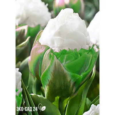 Тюльпан бахромчатый Даллас 3шт. в упаковке | Купить саженцы в питомнике Мир  Садовод, Крым