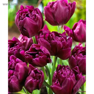 Tulipanes rosados (Tulipa) Flor de Cacharel Foto de stock 1825597874 |  Shutterstock